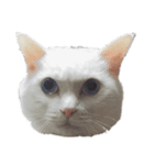 ゆめかわ猫のかあたん4（個別スタンプ：8）