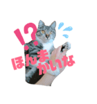 我が家の猫’s（個別スタンプ：2）