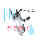 我が家の猫’s（個別スタンプ：3）