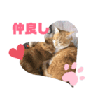 我が家の猫’s（個別スタンプ：6）