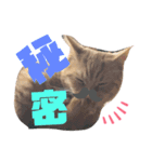 我が家の猫’s（個別スタンプ：7）