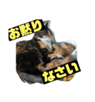我が家の猫’s（個別スタンプ：8）