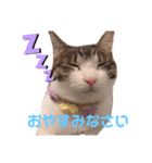 こむぎちゃんのすたんぷ（個別スタンプ：2）