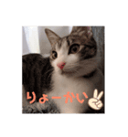 こむぎちゃんのすたんぷ（個別スタンプ：3）