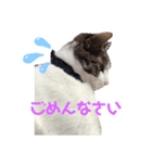 こむぎちゃんのすたんぷ（個別スタンプ：4）