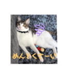 こむぎちゃんのすたんぷ（個別スタンプ：5）