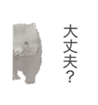 ウォンバットばっかり（個別スタンプ：8）