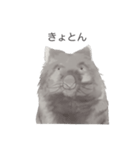 ウォンバットばっかり（個別スタンプ：10）