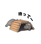 ウォンバットばっかり（個別スタンプ：13）