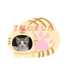 きじとら男子（個別スタンプ：3）