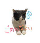 モロコシポ（個別スタンプ：1）