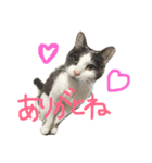 モロコシポ（個別スタンプ：3）