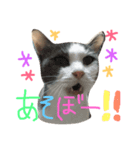 モロコシポ（個別スタンプ：4）