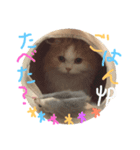 モロコシポ（個別スタンプ：5）