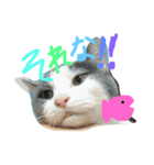 モロコシポ（個別スタンプ：8）
