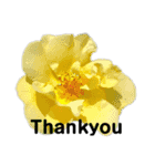 2019春Flower Thank you1（個別スタンプ：3）