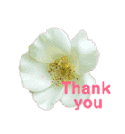 2019春Flower Thank you1（個別スタンプ：8）