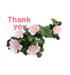 2019春Flower Thank you1（個別スタンプ：10）
