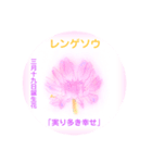 3月、誕生日の花 花言葉つき（個別スタンプ：19）