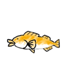根魚のあいなめさん（個別スタンプ：1）