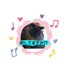 Dog Cat（個別スタンプ：1）