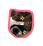 Dog Cat（個別スタンプ：2）