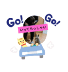 Dog Cat（個別スタンプ：3）