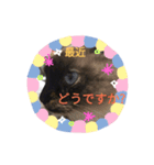 Dog Cat（個別スタンプ：4）