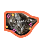 Dog Cat（個別スタンプ：5）
