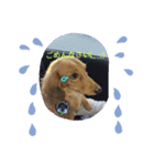 Dog Cat（個別スタンプ：6）