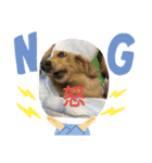 Dog Cat（個別スタンプ：7）