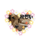 Dog Cat（個別スタンプ：8）