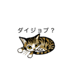 やんちゃ猫会話2（個別スタンプ：1）