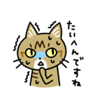 トラ猫キビちゃん（個別スタンプ：29）