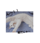 美人猫ここにゃん2（個別スタンプ：1）
