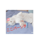 美人猫ここにゃん2（個別スタンプ：3）