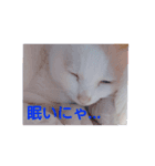 美人猫ここにゃん2（個別スタンプ：4）
