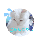 美人猫ここにゃん2（個別スタンプ：5）