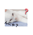 美人猫ここにゃん2（個別スタンプ：6）