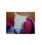 美人猫ここにゃん2（個別スタンプ：7）