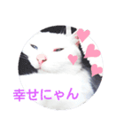 美人猫ここにゃん2（個別スタンプ：8）