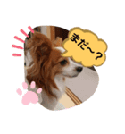 パピヨンのチャックとナナ（個別スタンプ：2）