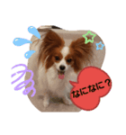 パピヨンのチャックとナナ（個別スタンプ：4）