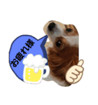 パピヨンのチャックとナナ（個別スタンプ：5）