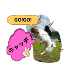 パピヨンのチャックとナナ（個別スタンプ：7）