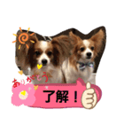 パピヨンのチャックとナナ（個別スタンプ：8）