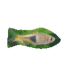 魚 生物 魚類写真 熱帯魚（個別スタンプ：1）
