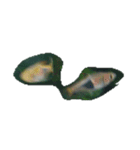 魚 生物 魚類写真 熱帯魚（個別スタンプ：2）