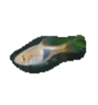 魚 生物 魚類写真 熱帯魚（個別スタンプ：4）