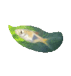 魚 生物 魚類写真 熱帯魚（個別スタンプ：5）
